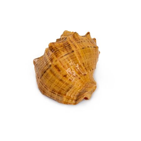 sea shell isolated on white, decorative seashell