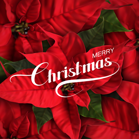 Merry Christmas. Vector Holiday Illustration With Lettering Label And Poinsettia Flowersのイラスト素材
