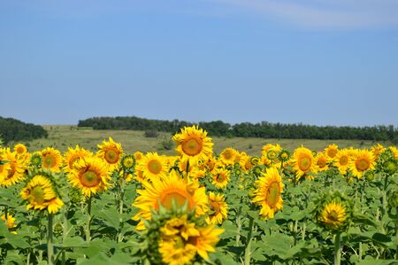 sunflowersの写真素材