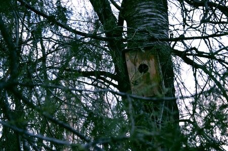 birdhouse in the forestの写真素材