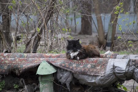 Photo of a stray cat on pipesの写真素材
