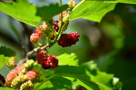 the branch of a mulberryの写真素材