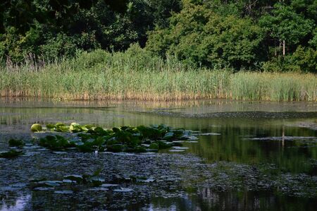 the lake with liliesの写真素材