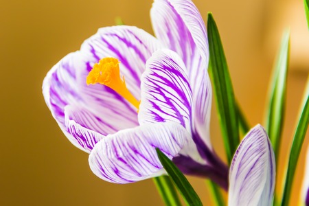 Crocus closeup on dark background in the room