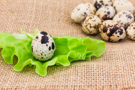 Fresh quail eggs on green leaf lettuceの写真素材