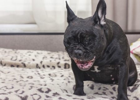 Black French Bulldog screams. Yawns. On the sofa. In the apartmentの写真素材