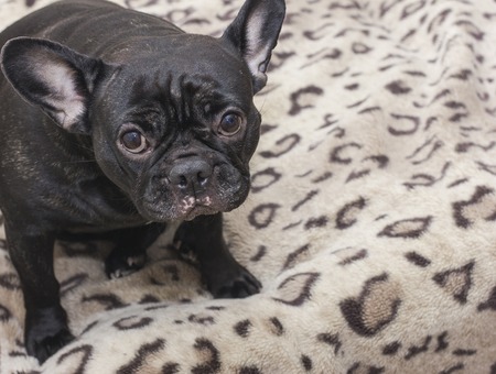 Black french bulldog dog sitting on the sofa looking sad. In the apartmentの写真素材