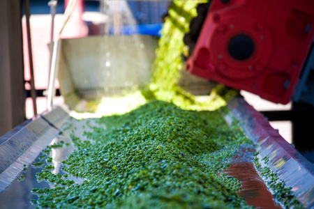 Working process of the production of green peas on cannery. Movement on the conveyor.の写真素材
