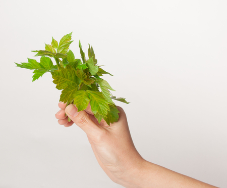 Womans Hand holding green sprig, isolated on white backgroundの写真素材