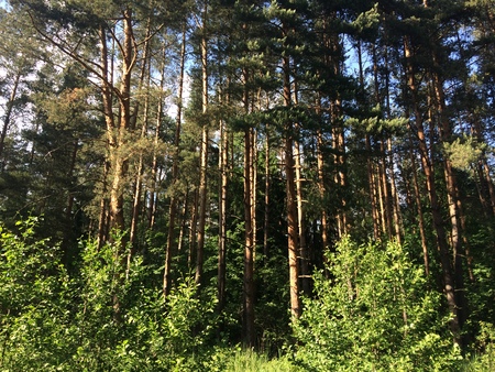 Ferns cover the forest floor in the sunny summer day. Russia