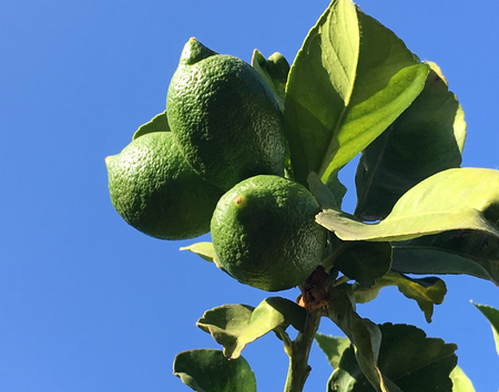 Lemons growing on lemon tree.の写真素材