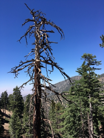 A lonely dry tree in the mountains. Desert Mojave. California