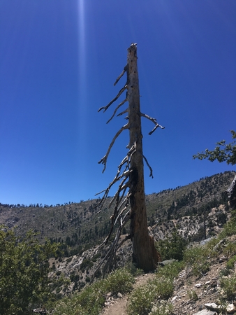 A lonely dry tree in the mountains. Desert Mojave. California