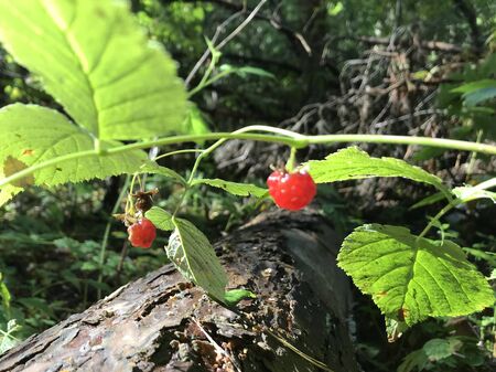 raspberry grows on a branch on a sunny meadow in the forest