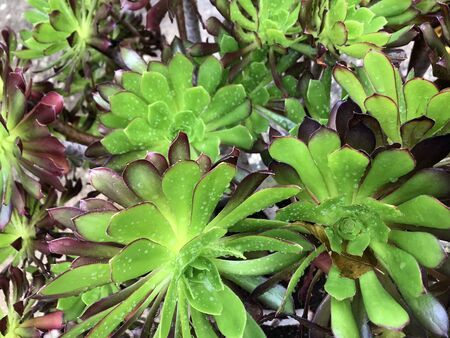 beautiful unusual green flower growing in Israel and Egyptの写真素材