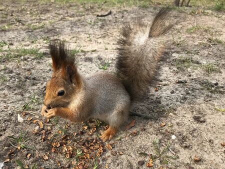furry young squirrel with a red tailの写真素材