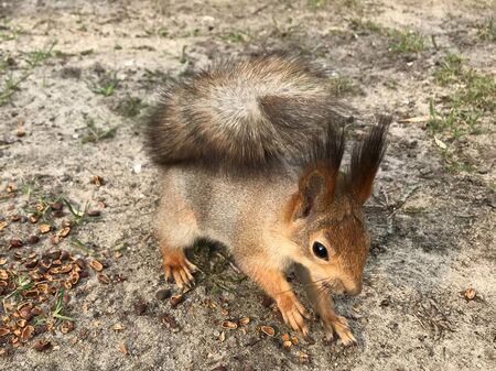 furry young squirrel with a red tailの写真素材
