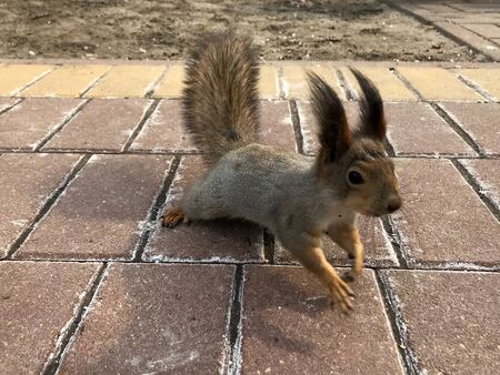 furry young squirrel with a red tailの写真素材