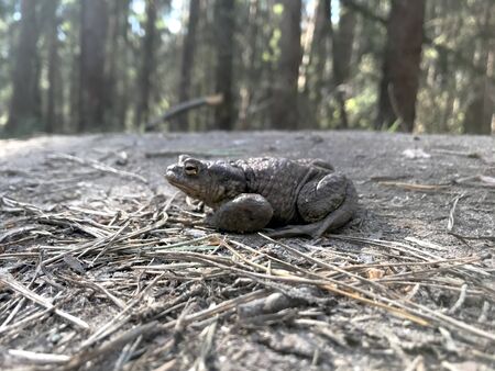 frog close up. A frog in the forest sits and croaksの写真素材