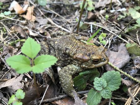 frog close up. A frog in the forest sits and croaksの写真素材