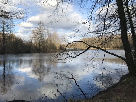 Green trees by the lake on a sunny day, with clouds on the skyの写真素材