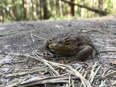frog close up. A frog in the forest sits and croaks