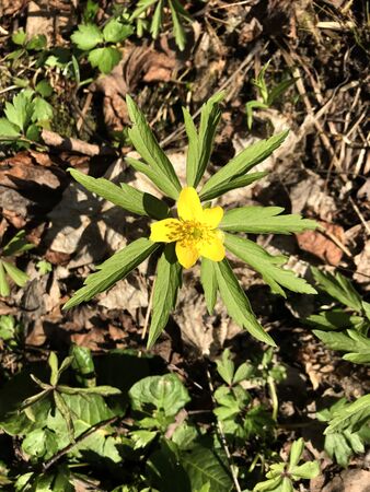 yellow poisonous wildflower - caustic buttercupの写真素材