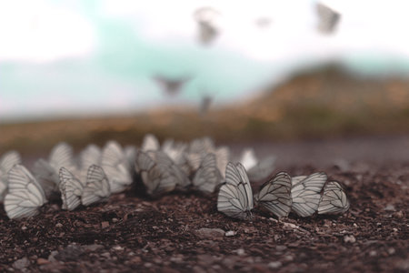 butterflies on the ground in the rainforest, note shallow depth of fieldの写真素材
