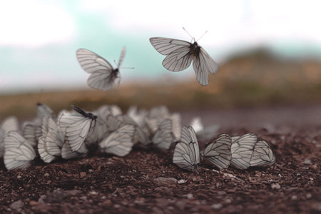 Group of white butterflies in the garden. Selective focus with shallow depth of field.の写真素材