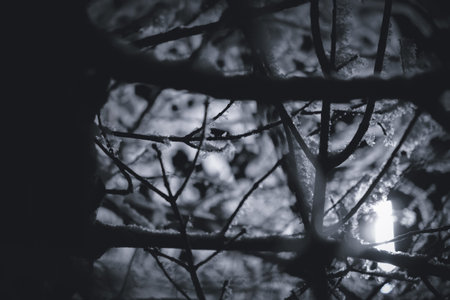 abstract black and white photo of frozen tree branches in winter forest
