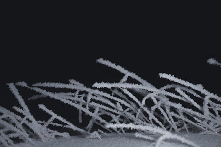 Frost covered grass on a dark background. Winter landscape.の写真素材