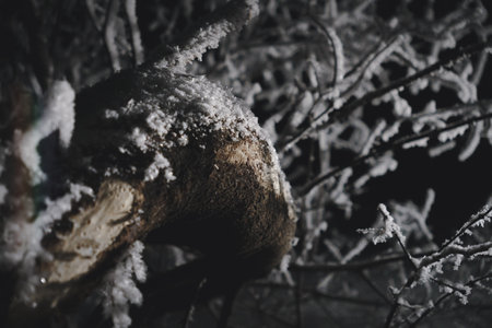 Close-up of a tree trunk covered with snow in a winter forest. On a dark backgroundの写真素材