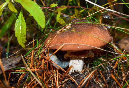 Edible gourmet mushroom under the designation of greasers. Forest moisture after rain on fallen...