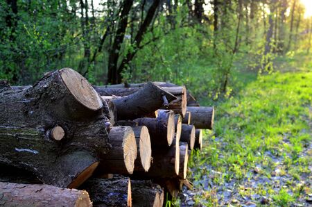 Stack of cut pine tree logs in a forest. Wood logs, timber logging, industrial destruction, forests...