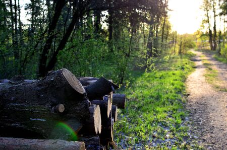 Stack of cut pine tree logs in a forest. Wood logs, timber logging, industrial destruction, forests Are Disappearing, illegal loggingの写真素材
