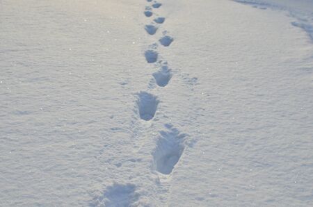 Footprints on white snow in a forest. Snowy and impassable road with deep snow in winter. Snowdrift,...