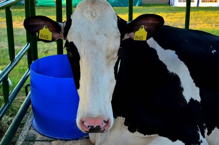 Big beautiful cow on the farm, muzzle close up. Agricultural business, background, texture.