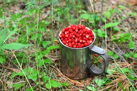 Fresh strawberries in a large chrome mug on the background of green leaves in the forest. Collecting...