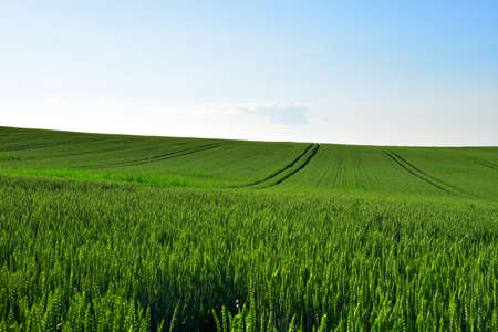View on of young green wheat crop on the sunset. Farm, production of flour, bread and bakery...