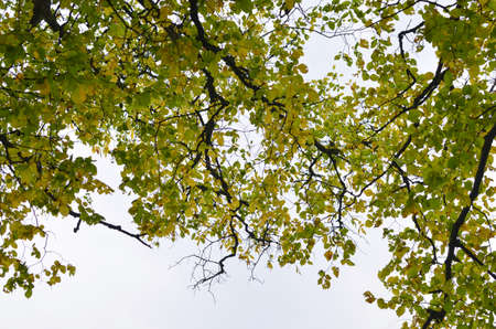 Yellow leaves on the sky background. Autumn maple leaf concept. Dress warmer, go walking, the...