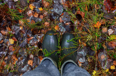 Men's feet in rubber boots on a background of wet green in the forest. Rain footwear for men or woman. Wellington boots for huntrer or fishing. Pair of wellies in autumn. Waterproof Hiking Bootの写真素材