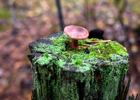 Dangerous inedible mushrooms in a dark forest. Poisonous mushrooms, hazardous to health. Magic Mushroom stock images.の写真素材