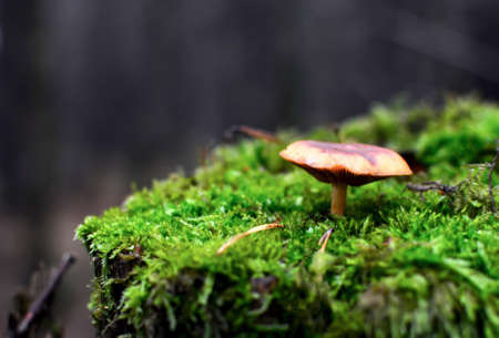 Dangerous inedible mushrooms in a dark forest. Poisonous mushrooms, hazardous to health. Magic Mushroom stock images.の写真素材