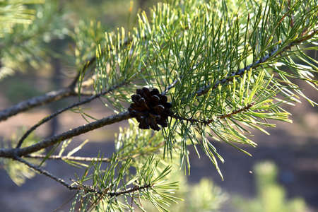Pine cone on a branch with green needles