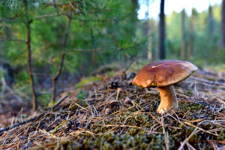 White mushroom in the forest against the background of green vegetation. Awesome boletus grows in...