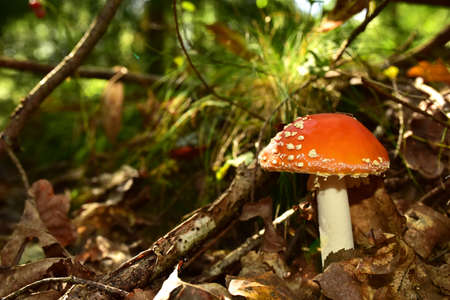 Red mushroom amanita toxic, also called panther cap or false blusher, in a woods' natural ambient....