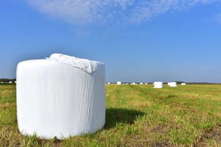 Hay in rolls in white packages stored on field on blue sky background. Harvesting dry grass for...