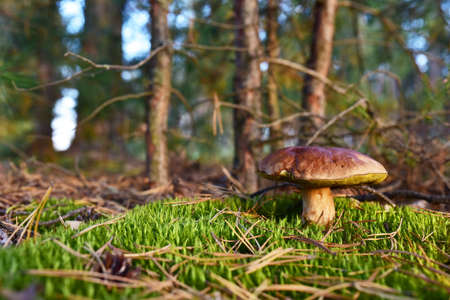 White mushroom in the forest against the background of green vegetation. Awesome boletus grows in...