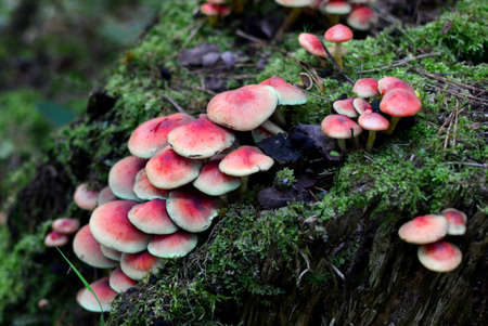 Many dangerous inedible mushrooms grow on a tree stump in a forest. Poisonous mushrooms, hazardous to health. Soft focus, possible granularityの写真素材