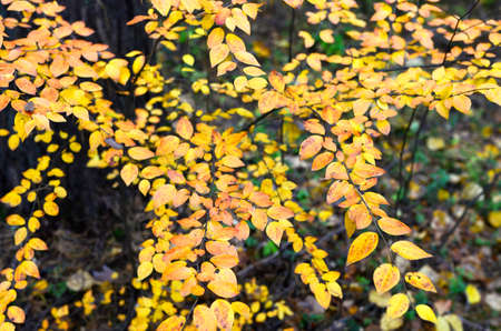 Yellow maple leafs hanging on a tree branch in the forest. The concept of the onset of autumn and...